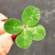 7 Reasons to Feel Lucky This Year